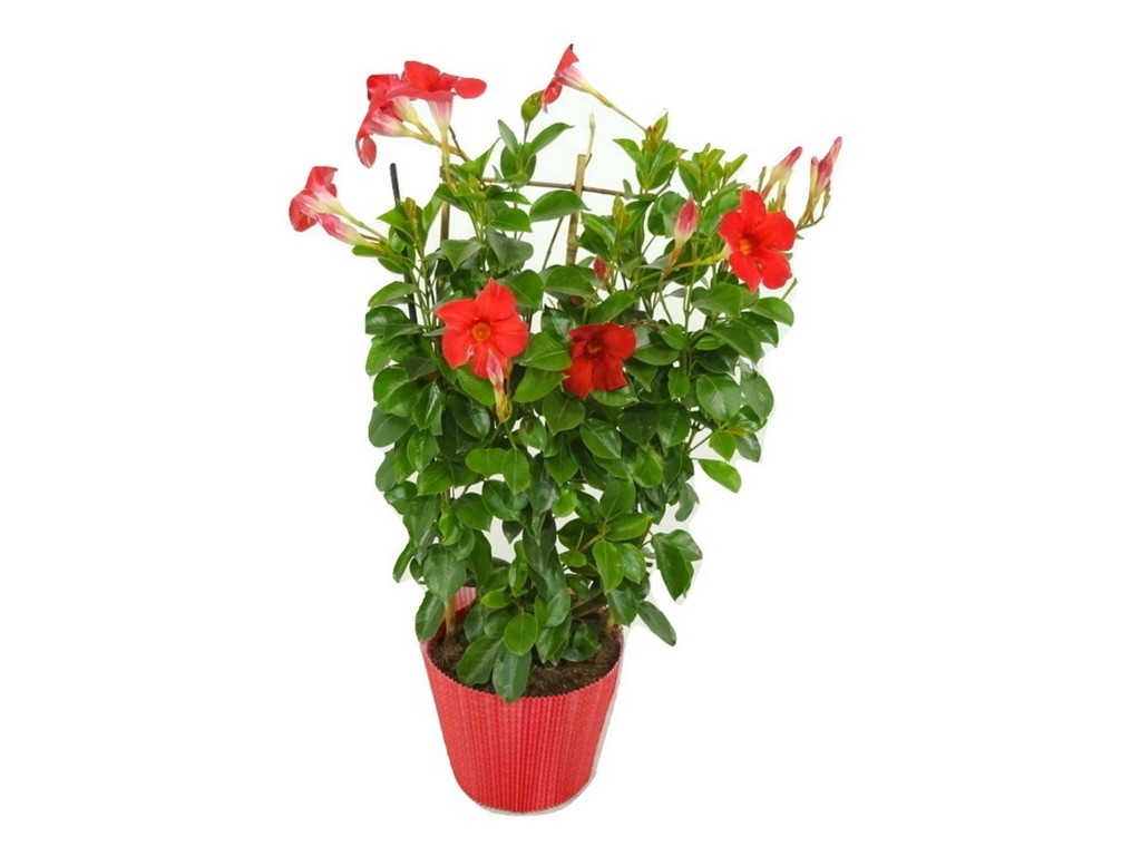 Dipladenia de couleur rougeDipladénia plante fleurie