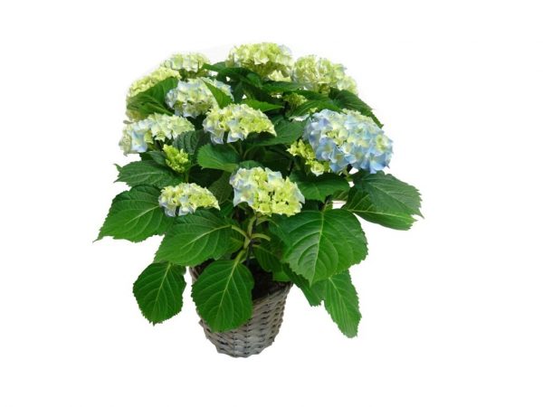 Offrir une plantehttps://www.defleurenfleur.com/produit/arrangements-plantes-hortensia-bleu/