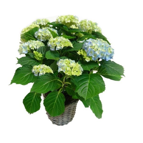 https://www.defleurenfleur.com/produit/arrangements-plantes-hortensia-bleu/