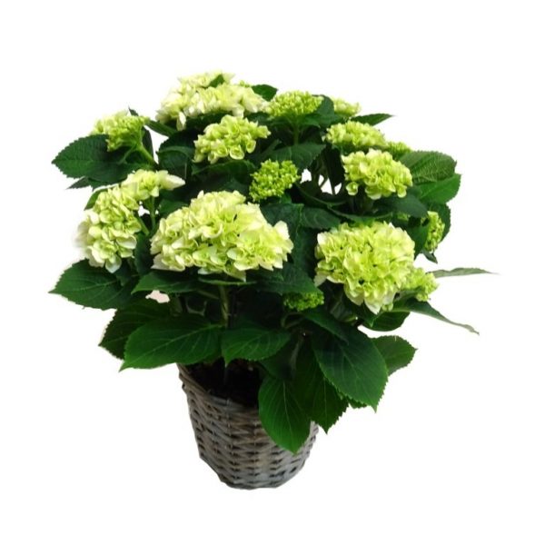 https://www.defleurenfleur.com/produit/arrangements-plantes-hortensia-blanc/