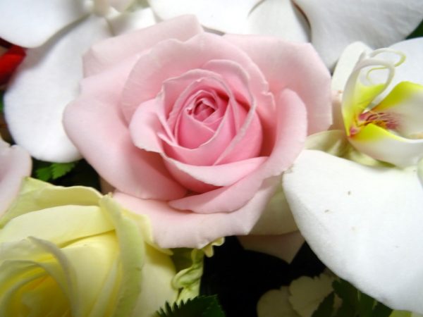 Fleur de deuilles-roses