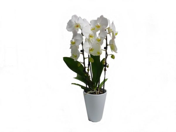 Orchidée « Fontano »fleuriste-a-wasquehal