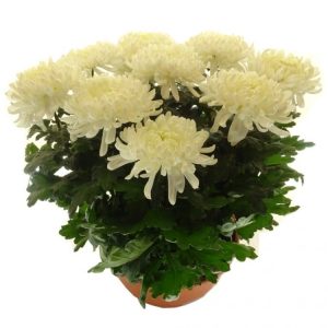 Toussaint, chrysanthèmes, arrangements de plantes