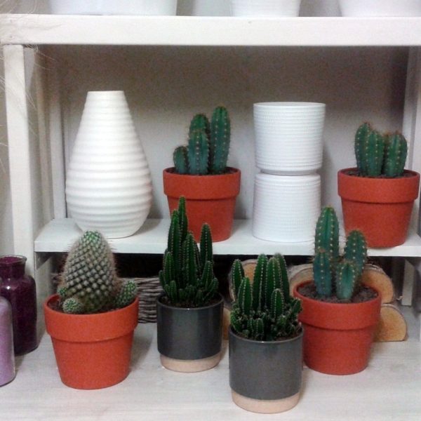 https://www.defleurenfleur.com/produit/plante-verte-interieur-cactus/