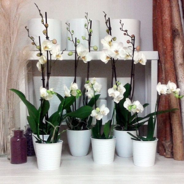 Plante fleuriehttps://www.defleurenfleur.com/produit/plante-fleurie-interieur-orchidee-blanche/