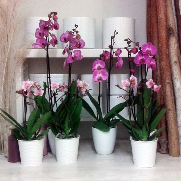 https://www.defleurenfleur.com/produit/plante-fleurie-interieur-orchidees-roses/