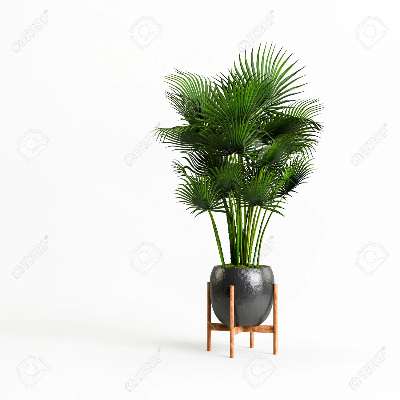 les-palmiers