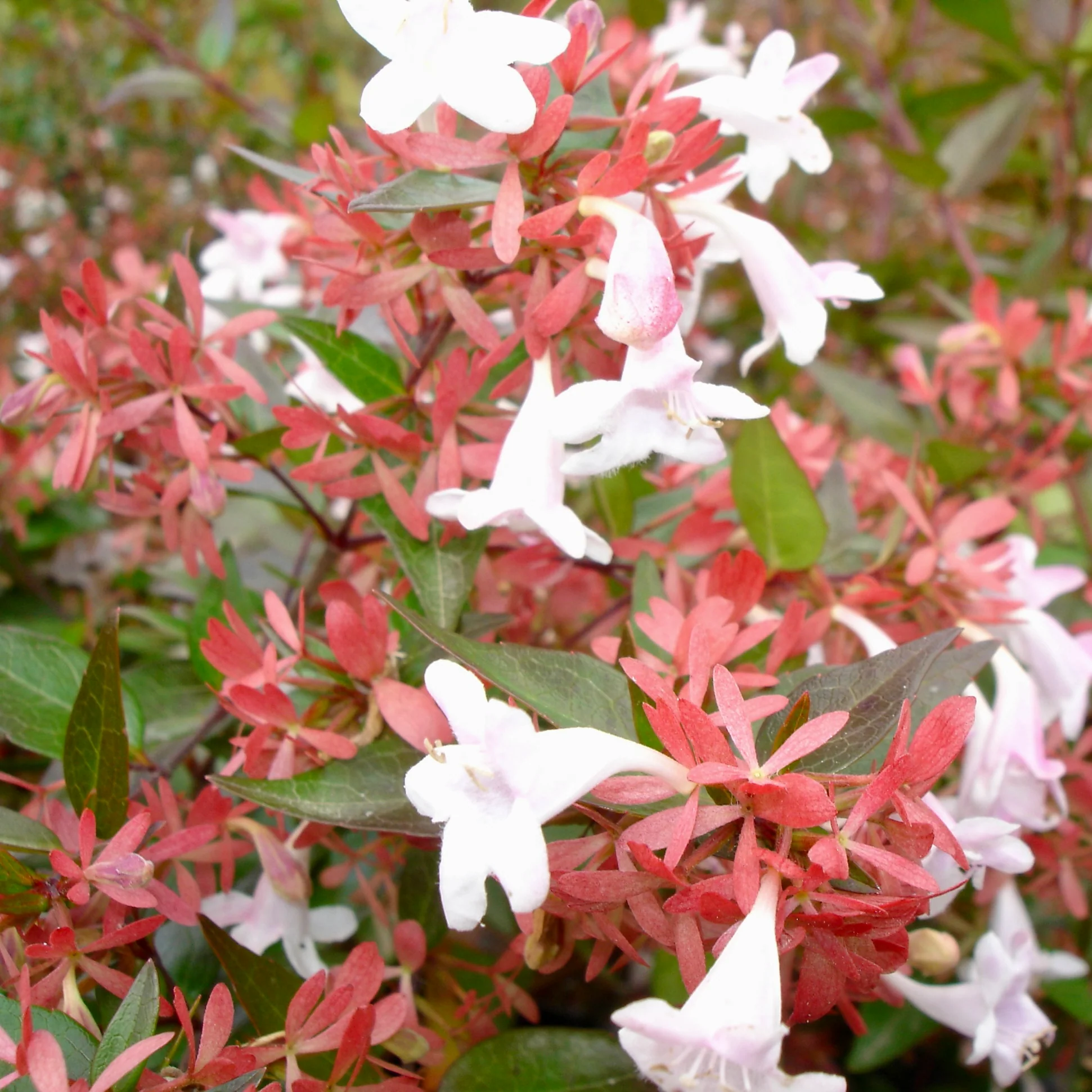 abeliophyllum-arbuste