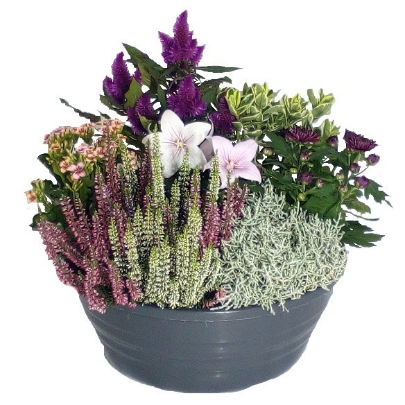 arrangement-plantes