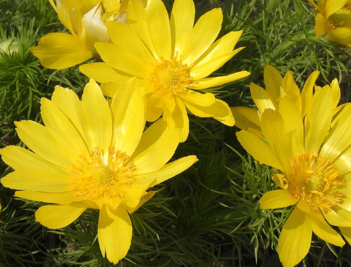 fleurs-jaunes-anodis