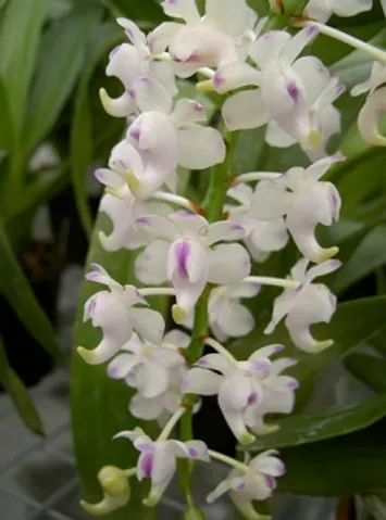 orchidee-aerides
