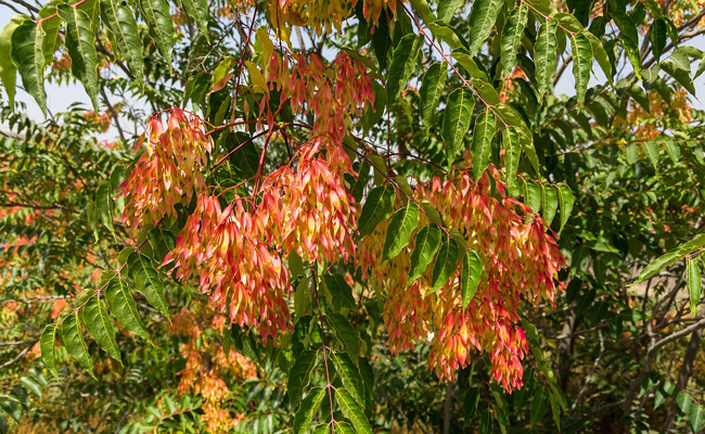 Ailanthus-Simurabacées