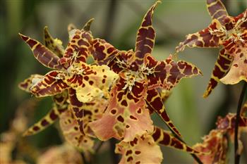 orchidees-aliceara