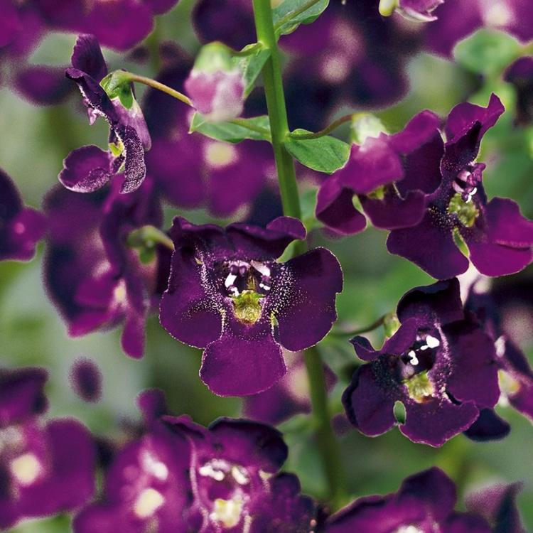 angelonia pourpre